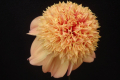 SANDIA BROCADE AN