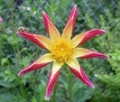 TAHOMA STAR O