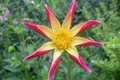TAHOMA STAR O