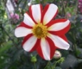 UNION JACK S