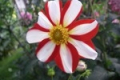 UNION JACK S
