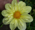 WYN'S YELLOWBIRD CO