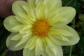 WYN'S YELLOWBIRD CO