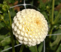 LITTLE SNOWDROP