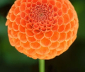 CHIMACUM PUMPKIN