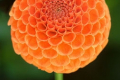 CHIMACUM PUMPKIN