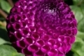 NELLIE'S ROSE