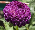 WILLOS VIOLET