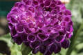 WILLOS VIOLET