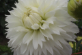 MAS ANGORA