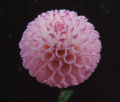 MI WONG