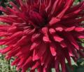 HOLLYHILL BIG RED