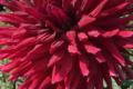 HOLLYHILL BIG RED