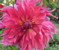 PENHILL DARK MONARCH