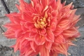 AYERS GLORY