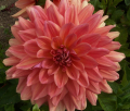 BAARN BOUNTY