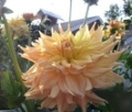 GOSHEN GIANT