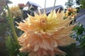 GOSHEN GIANT