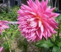 HOLLYHILL BIG PINK