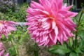 HOLLYHILL BIG PINK