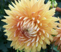 JANZ SUNBURST