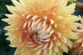JANZ SUNBURST