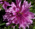 LAVENDER RUFFLES
