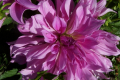 LAVENDER RUFFLES
