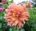SHERWOOD'S PEACH