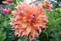 SHERWOOD'S PEACH