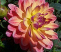 CANOZ ANNE
