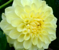 GLORIE VAN HEEMSTEDE