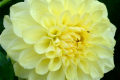 GLORIE VAN HEEMSTEDE