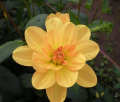 GOLDEN EGG
