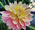 HOLLYHILL PINK TIRGRESS