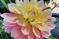 HOLLYHILL PINK TIRGRESS