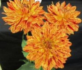 HOLLYHILL TIGRESS