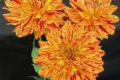 HOLLYHILL TIGRESS