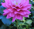 HOLLYHILL PINK MARTINI