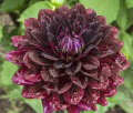 HOLLYHILL BLACK WIDOW