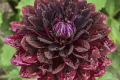 HOLLYHILL BLACK WIDOW