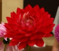 MAKS ROYAL RUBY