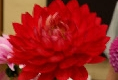 MAKS ROYAL RUBY