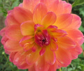 PAM HOWDEN