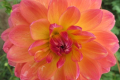 PAM HOWDEN