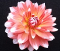 SANDIA CANDY CORN