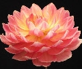 SANDIA CHARM