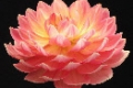 SANDIA CHARM