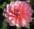 SANDIA ROSE