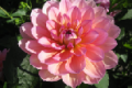 SANDIA ROSE